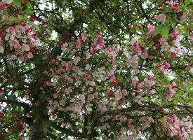 24 mei Rondleiding begraafplaats