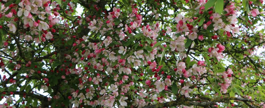 24 mei Rondleiding begraafplaats
