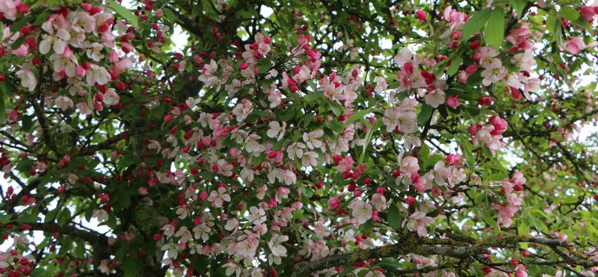 24 mei Rondleiding begraafplaats
