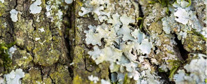 Koester het korstmos op de begraafplaats