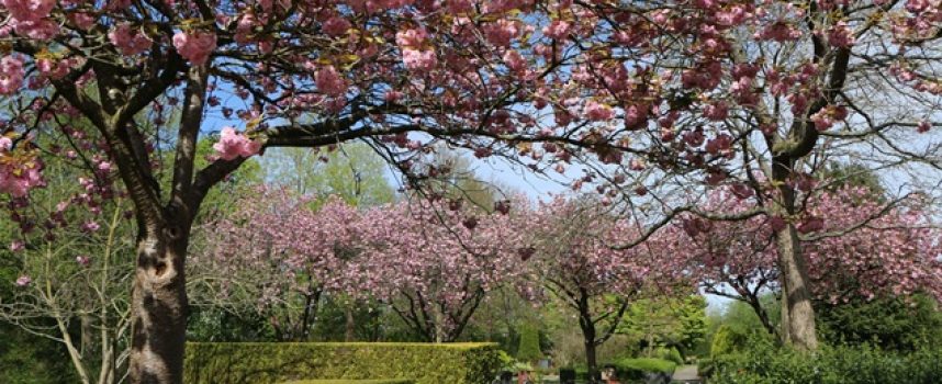 16 mei rondwandeling begraafplaats