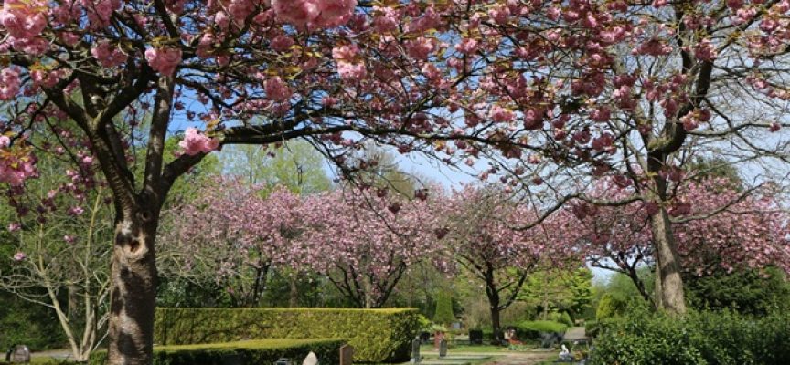 16 mei rondwandeling begraafplaats