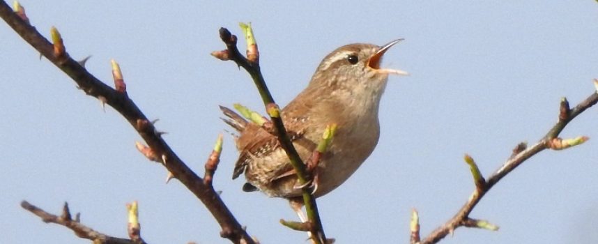 Winterkoning vaste gast op begraafplaats in Middenmeer
